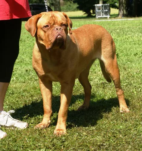 Dogo de Burdeos, perro de tamaño grande de Francia, de pelo corto