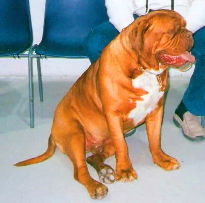 Dogo de Burdeos, perro de tamaño grande de Francia, de pelo corto (foto 2)