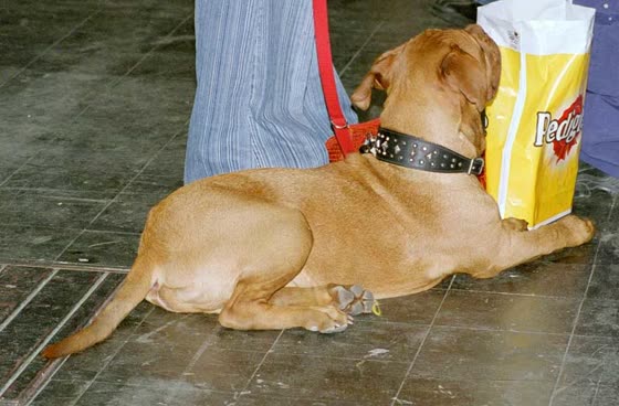 Dogo de Burdeos, perro de tamaño grande de Francia, de pelo corto (foto 3)