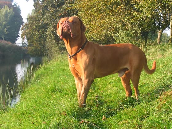 Dogo de Burdeos, perro de tamaño grande de Francia, de pelo corto (foto 4)