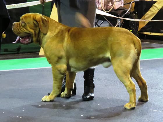Dogo de Burdeos, perro de tamaño grande de Francia, de pelo corto (foto 5)