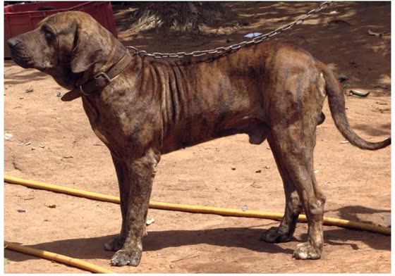 Fila Brasileiro, perro de tamaño grande de Brasil, de pelo corto