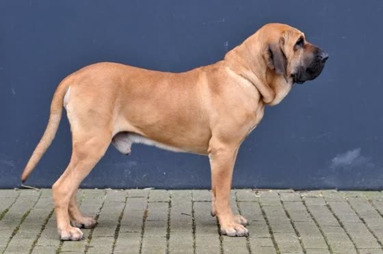 Fila Brasileiro, perro de tamaño grande de Brasil, de pelo corto (foto 2)