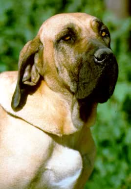 Fila Brasileiro, perro de tamaño grande de Brasil, de pelo corto (foto 3)