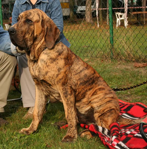 Fila Brasileiro, perro de tamaño grande de Brasil, de pelo corto (foto 4)