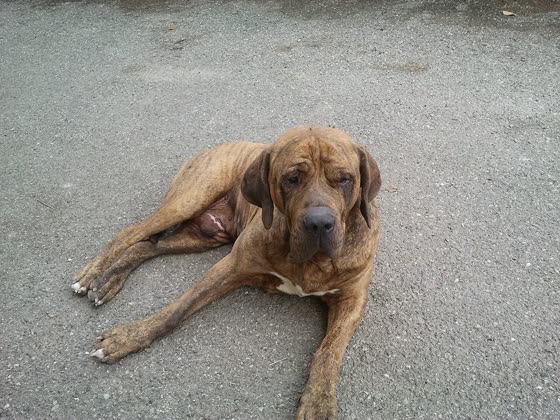 Fila Brasileiro, perro de tamaño grande de Brasil, de pelo corto (foto 5)
