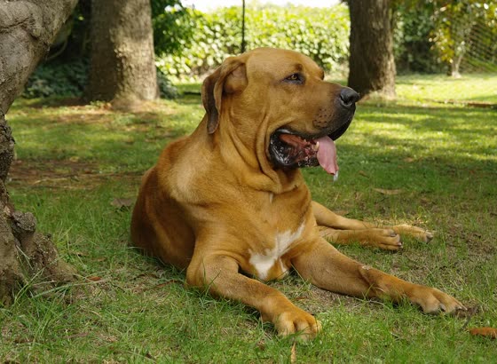 Fila Brasileiro, perro de tamaño grande de Brasil, de pelo corto (foto 6)