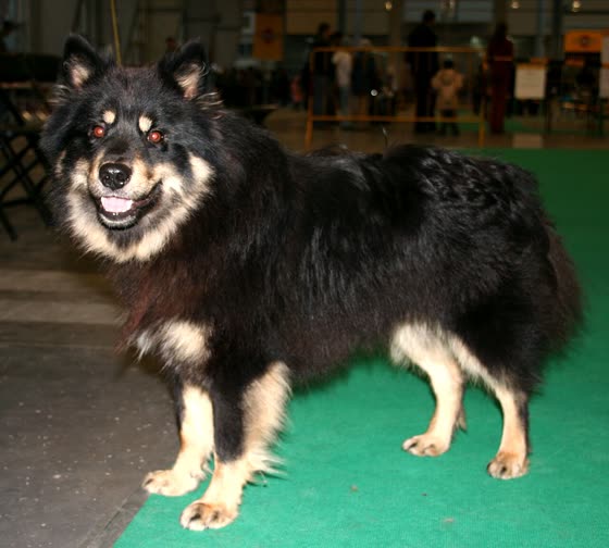Lapphund Finlandés, perro de tamaño mediano de Finlandia, de pelo doble