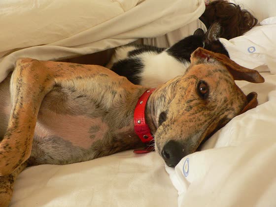 Galgo Español