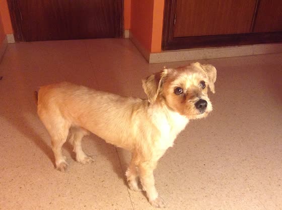 Gos d'Atura Català, perro de tamaño mediano de España (Cataluña), de pelo largo