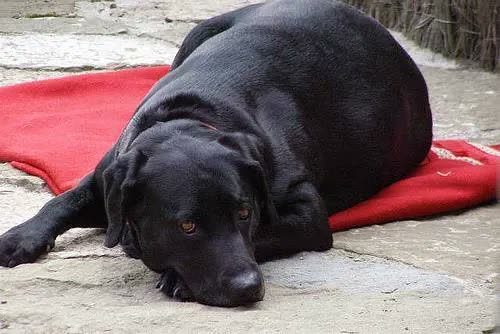 Labrador Retriever