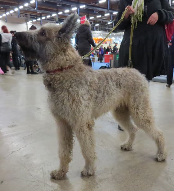 Pastor Belga Laekenois, perro de tamaño grande de Bélgica, de pelo duro