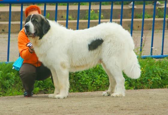 Mastín del Pirineo, perro de tamaño gigante de España, de pelo largo