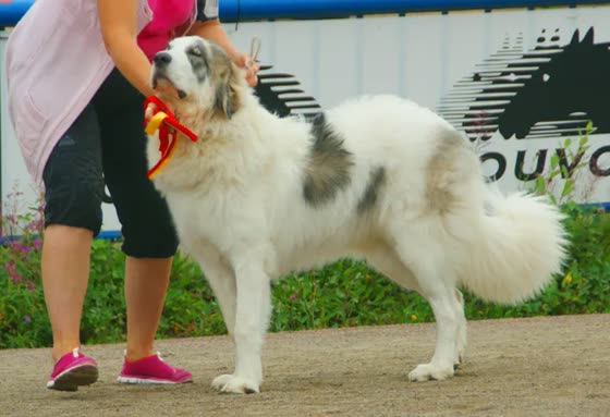 Mastín del Pirineo, perro de tamaño gigante de España, de pelo largo (foto 2)