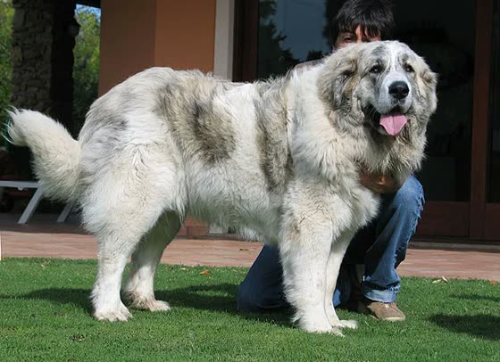 Mastín del Pirineo, perro de tamaño gigante de España, de pelo largo (foto 3)