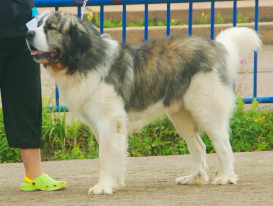 Mastín del Pirineo, perro de tamaño gigante de España, de pelo largo (foto 4)