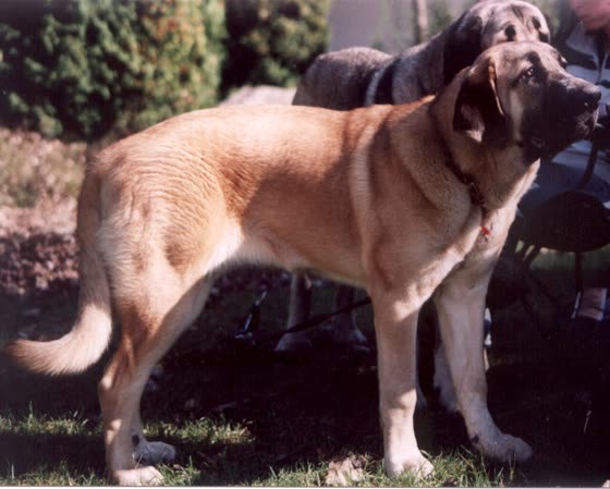 Mastín Español, perro de tamaño gigante de España, de pelo medio