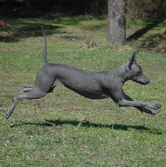 Xoloitzcuintle, perro de tamaño mediano de México, de pelo sin pelo o con pelo corto