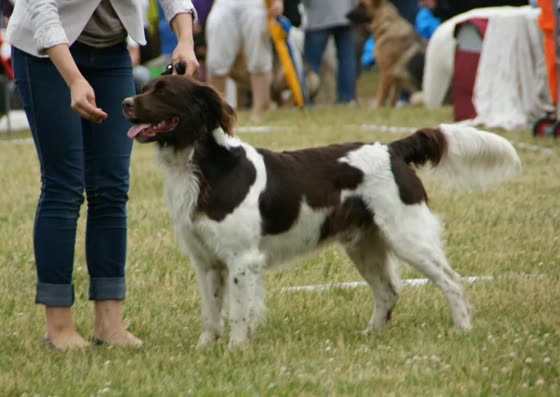 Pequeño Münsterländer, perro de tamaño mediano de Alemania, de pelo largo