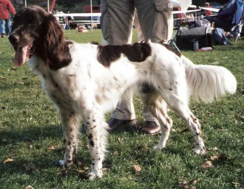 Pequeño Münsterländer, perro de tamaño mediano de Alemania, de pelo largo (foto 2)