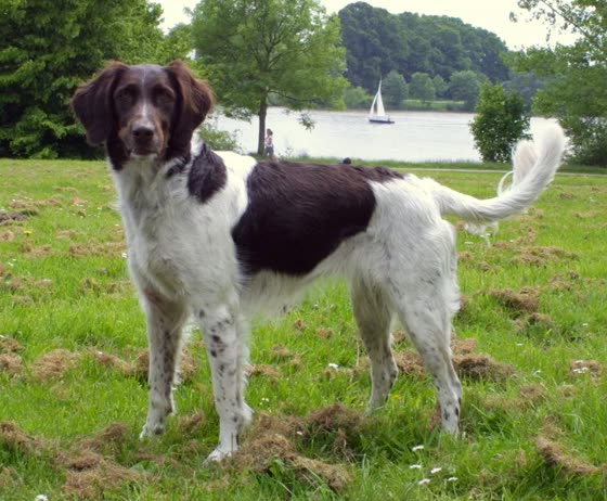 Pequeño Münsterländer, perro de tamaño mediano de Alemania, de pelo largo (foto 3)