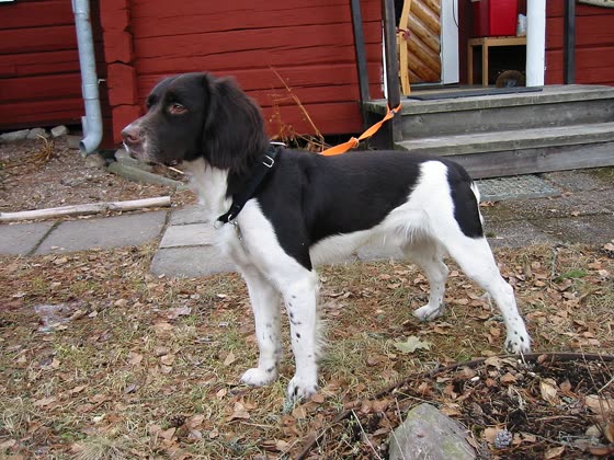 Pequeño Münsterländer, perro de tamaño mediano de Alemania, de pelo largo (foto 4)