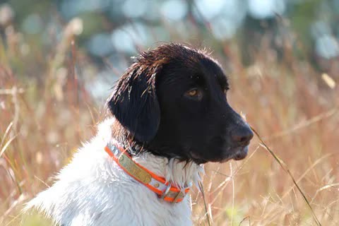 Pequeño Münsterländer, perro de tamaño mediano de Alemania, de pelo largo (foto 5)
