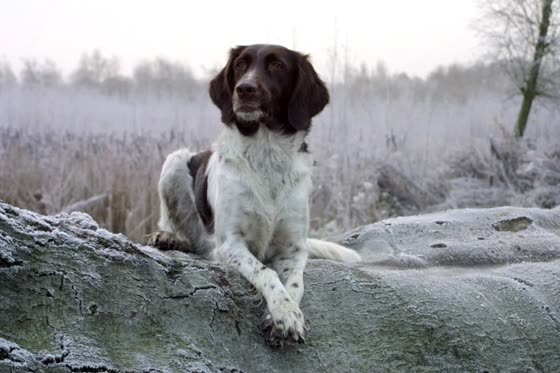 Pequeño Münsterländer, perro de tamaño mediano de Alemania, de pelo largo (foto 6)
