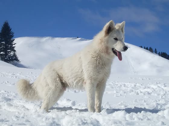 Pastor Blanco Suizo, perro de tamaño grande de Suiza, de pelo doble (foto 2)