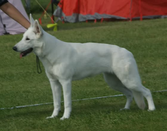 Pastor Blanco Suizo, perro de tamaño grande de Suiza, de pelo doble (foto 4)