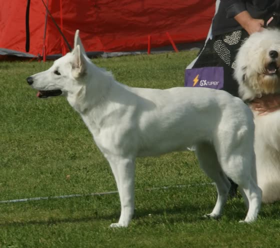 Pastor Blanco Suizo, perro de tamaño grande de Suiza, de pelo doble (foto 5)