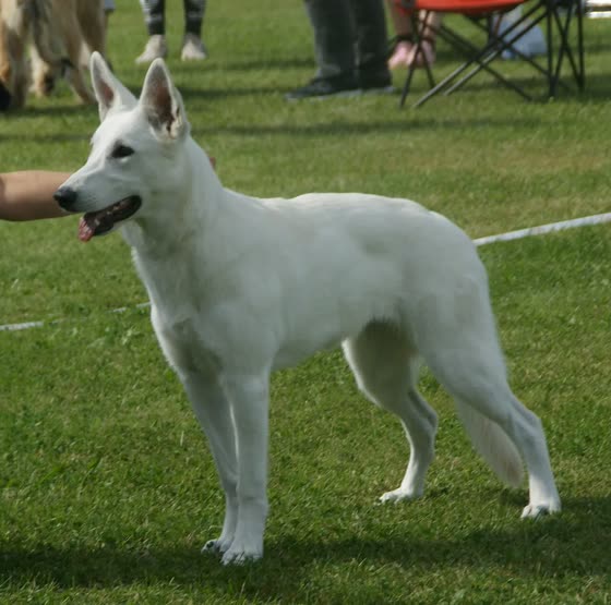 Pastor Blanco Suizo, perro de tamaño grande de Suiza, de pelo doble (foto 6)