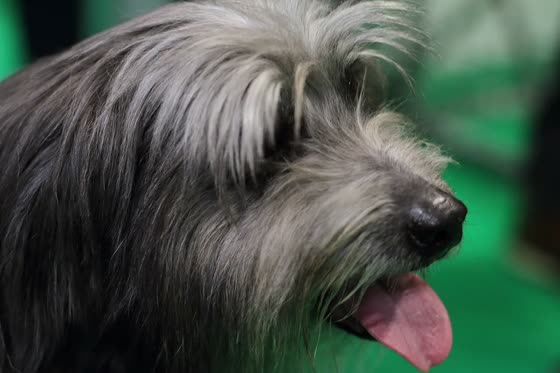 Pastor de los Pirineos, perro de tamaño pequeño de Francia, de pelo largo o semilargo