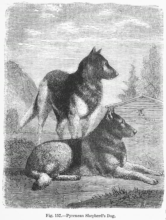 Pastor de los Pirineos, perro de tamaño pequeño de Francia, de pelo largo o semilargo (foto 2)