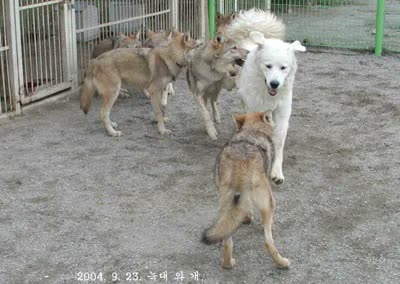 Pastor de los Pirineos, perro de tamaño pequeño de Francia, de pelo largo o semilargo (foto 3)