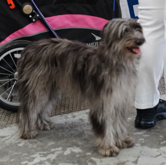 Pastor de los Pirineos, perro de tamaño pequeño de Francia, de pelo largo o semilargo (foto 4)