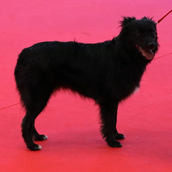 Pastor de los Pirineos, perro de tamaño pequeño de Francia, de pelo largo o semilargo (foto 5)
