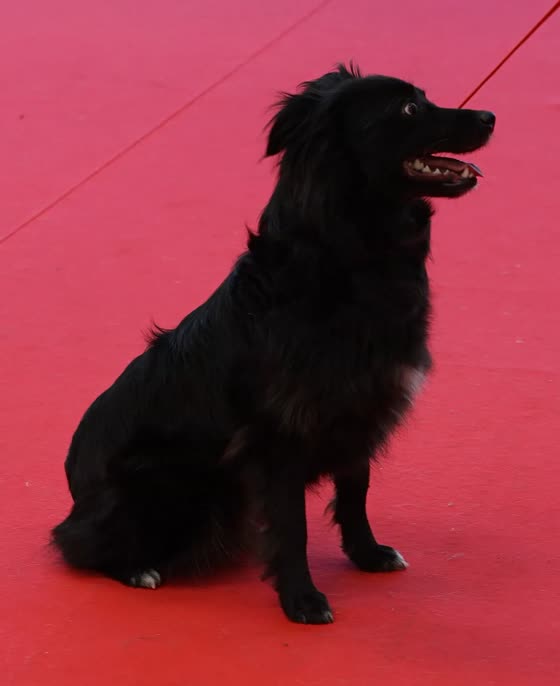 Pastor de los Pirineos, perro de tamaño pequeño de Francia, de pelo largo o semilargo (foto 6)