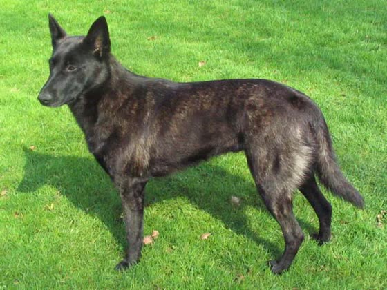 Pastor Holandés, perro de tamaño grande de Países Bajos, de pelo corto