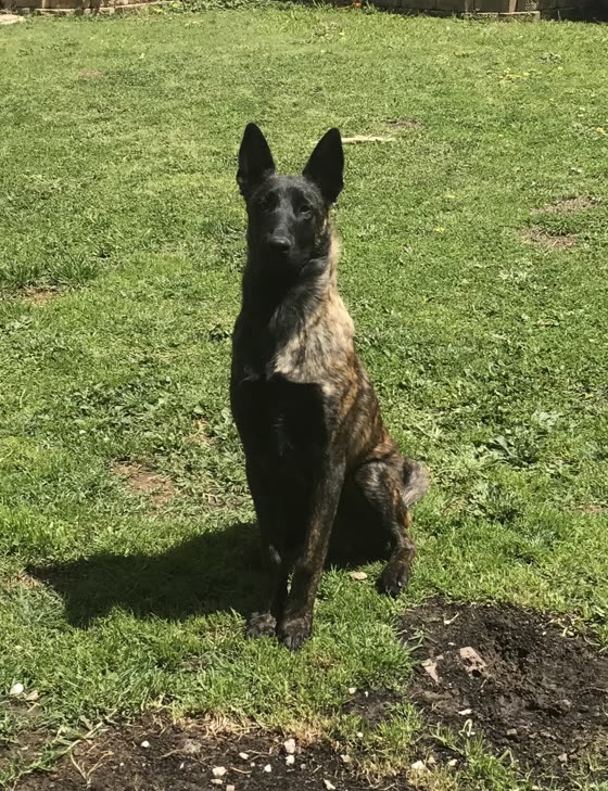 Pastor Holandés, perro de tamaño grande de Países Bajos, de pelo corto (foto 2)