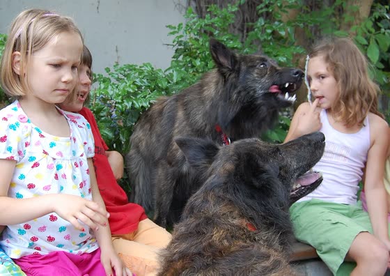 Pastor Holandés, perro de tamaño grande de Países Bajos, de pelo corto (foto 3)