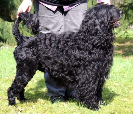 Perro de Agua Portugués, perro de tamaño mediano de Portugal, de pelo rizado o ondulado