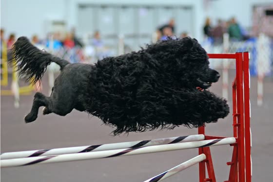 Perro de Agua Portugués, perro de tamaño mediano de Portugal, de pelo rizado o ondulado (foto 2)