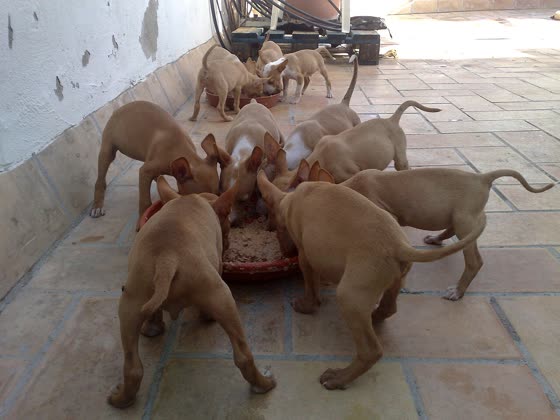 Podenco Andaluz, perro de tamaño mediano de España (Andalucía), de pelo cerdeño