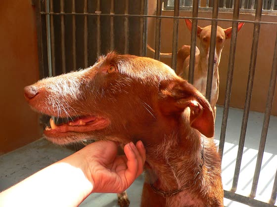 Podenco Canario, perro de tamaño grande de España (Canarias), de pelo corto