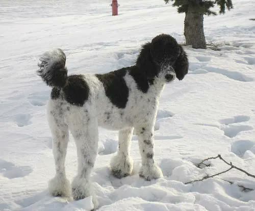 Caniche / Poodle