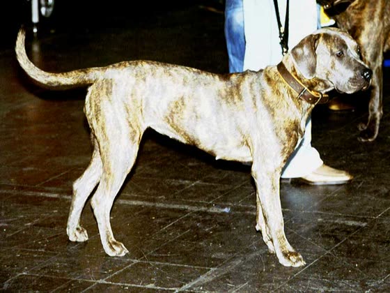 Presa Canario, perro de tamaño grande de España (Canarias), de pelo corto