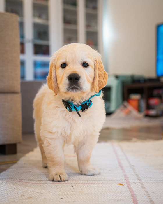 Golden Retriever