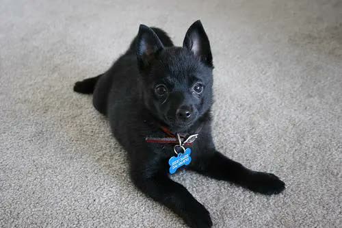 Schipperke, perro de tamaño pequeño de Bélgica, de pelo doble