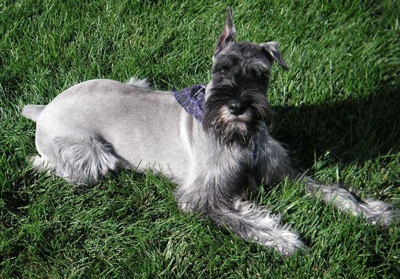 Schnauzer Mediano, perro de tamaño mediano de Alemania, de pelo duro y áspero con barba y cejas